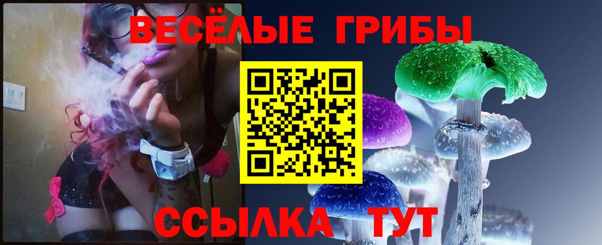 Галлюциногенные грибы Psilocybe Тихорецк